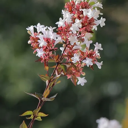 Abelia, Two Terraces, Hot Tub, Free Parking