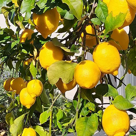 Apartment Abelia, Two Terraces, Hot Tub, Free Parking *