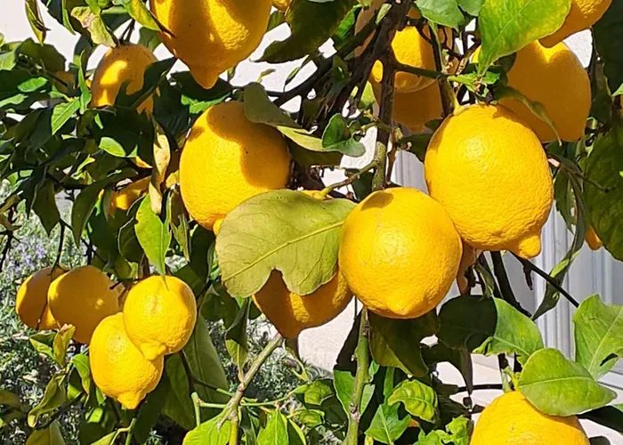 Апартаменты Abelia, Two Terraces, Hot Tub, Free Parking *