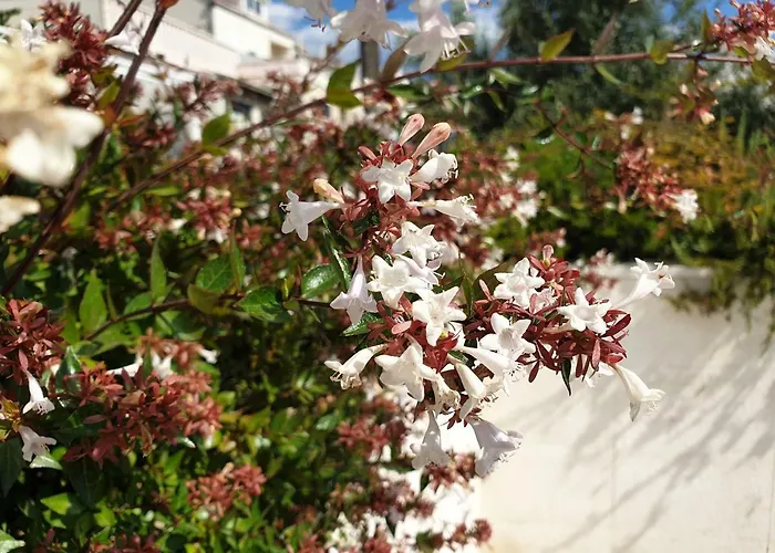 Abelia, Two Terraces, Hot Tub, Free Parking Дубровник