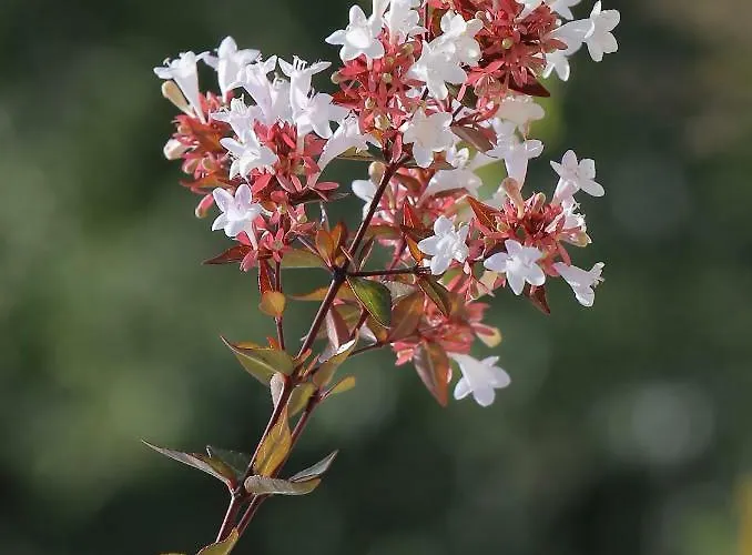 Abelia, Two Terraces, Hot Tub, Free Parking