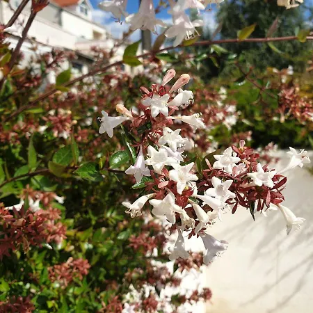 Abelia, Two Terraces, Hot Tub, Free Parking דוברובניק